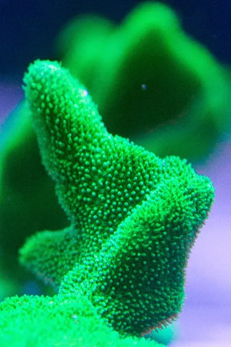 FISH and other ICHTHY stuff Picture 4