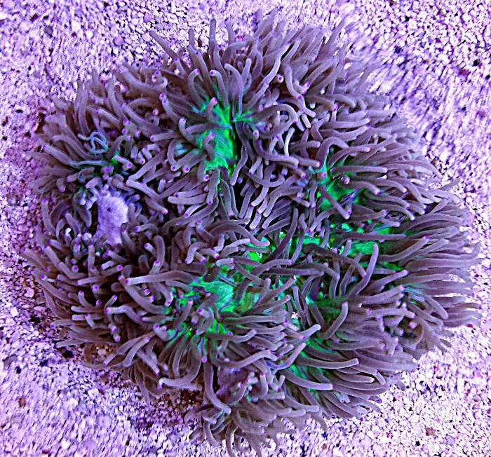 FISH and other ICHTHY stuff Picture 10