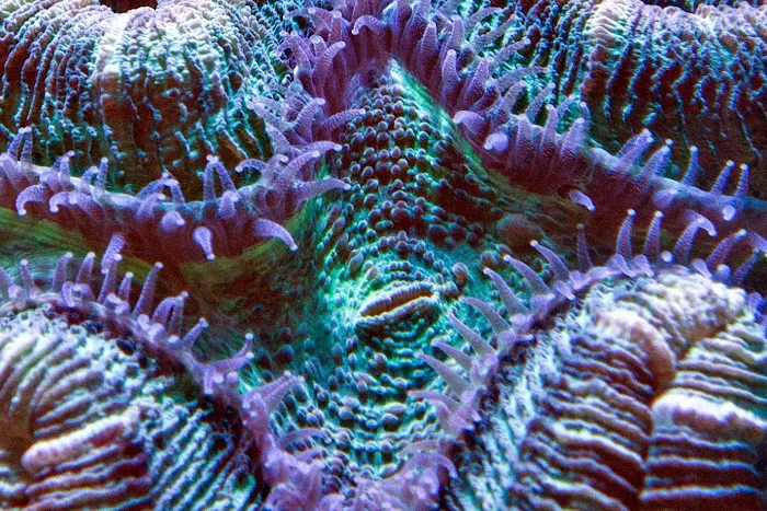 FISH and other ICHTHY stuff Picture 9