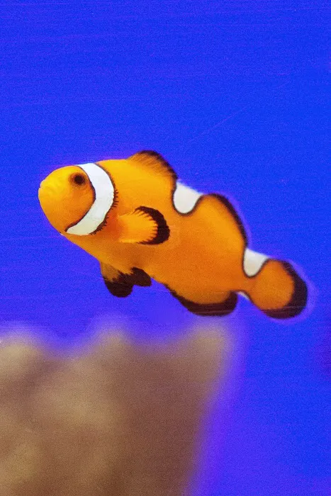 FISH and other ICHTHY stuff Picture 3