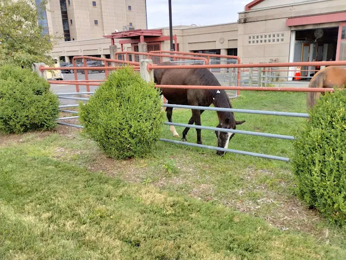 Cornell University Hospital for Animals Picture 8