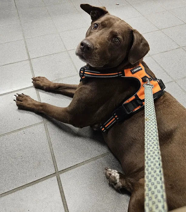 Cornell University Hospital for Animals Picture 7