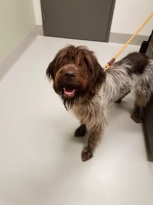 Cornell University Hospital for Animals Picture 4