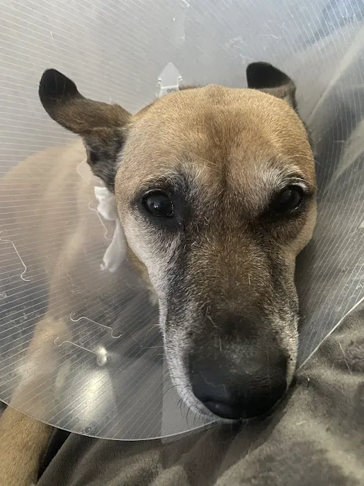 Cornell University Hospital for Animals Picture 2