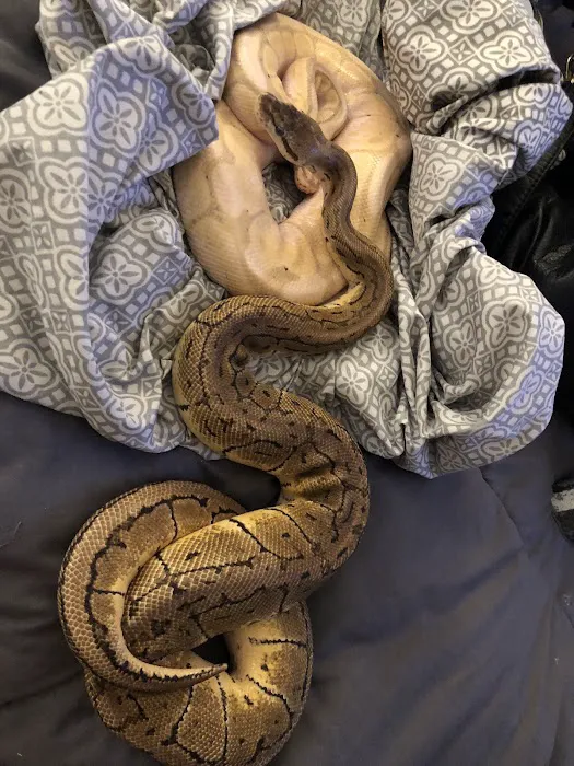 Herp Hobby Shop Reptile Breeding Center Picture 1
