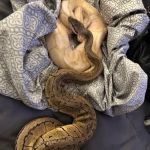Herp Hobby Shop Reptile Breeding Center