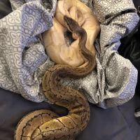 Herp Hobby Shop Reptile Breeding Center ico