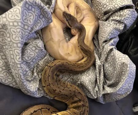 Herp Hobby Shop Reptile Breeding Center
