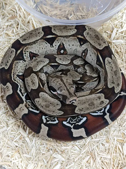 Herp Hobby Shop Reptile Breeding Center Picture 10