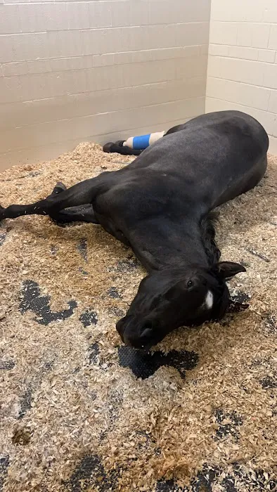 Cornell University Equine Hospital Picture 1