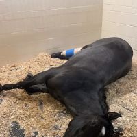 Cornell University Equine Hospital ico