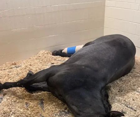 Cornell University Equine Hospital