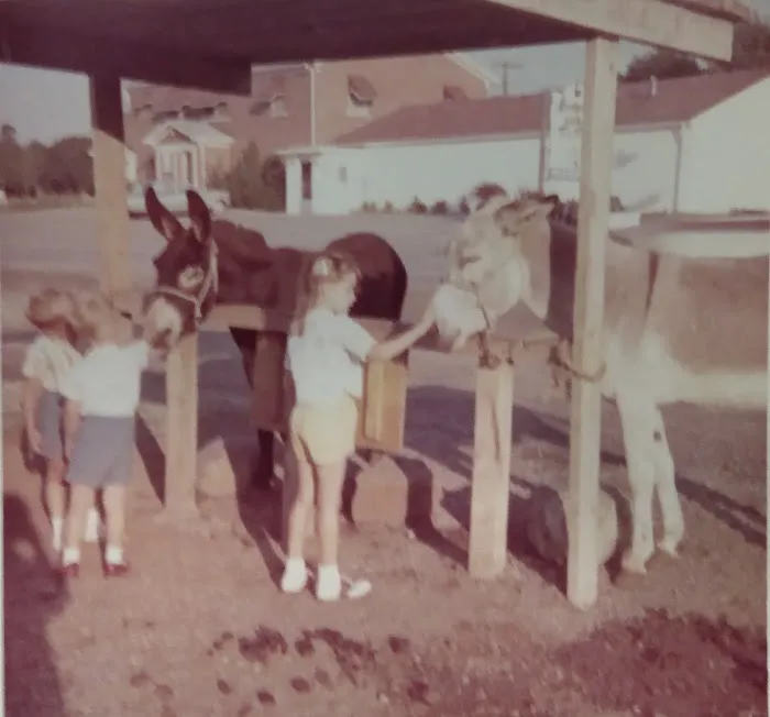 Cornell University Equine Hospital Picture 5