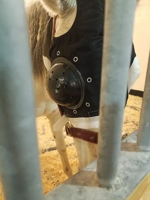 Cornell University Equine Hospital Picture 8