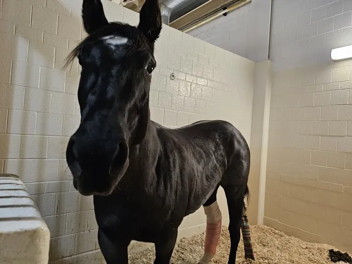 Cornell University Equine Hospital Picture 2