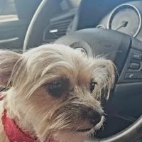 Pet Supplies Plus St. Petersburg ico