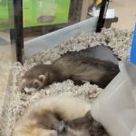 Petco