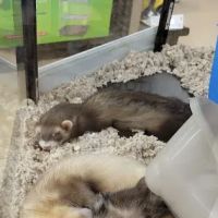 Petco ico