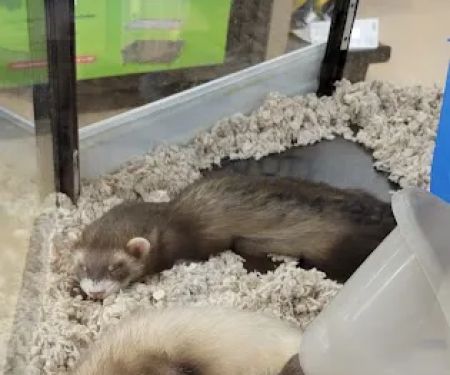 Petco