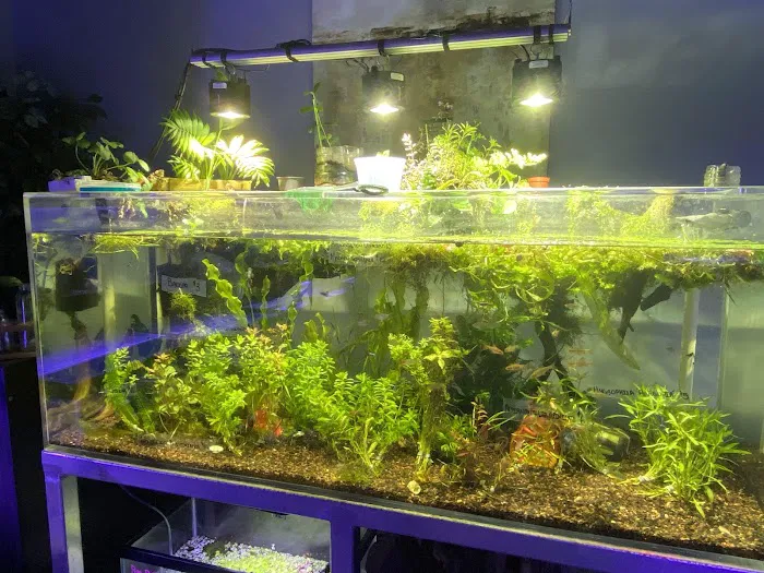 Sea Life Fish & Aquariums Picture 2