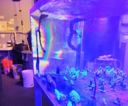 Sea Life Fish & Aquariums