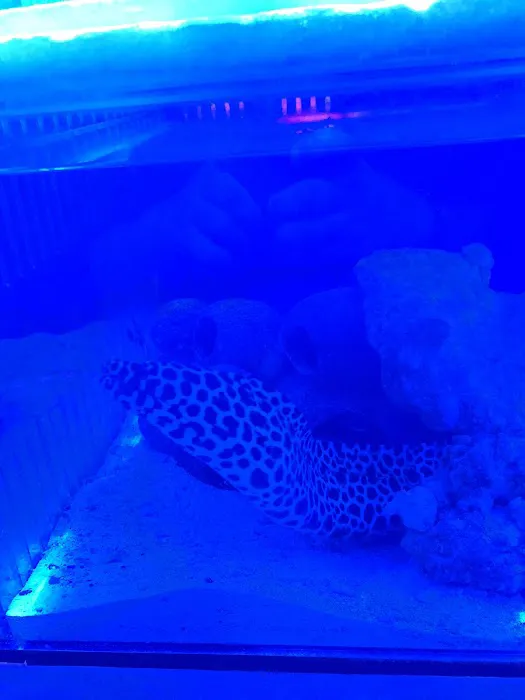 Sea Life Fish & Aquariums Picture 3