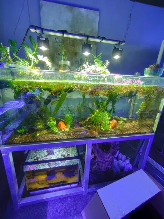 Sea Life Fish & Aquariums Picture 6