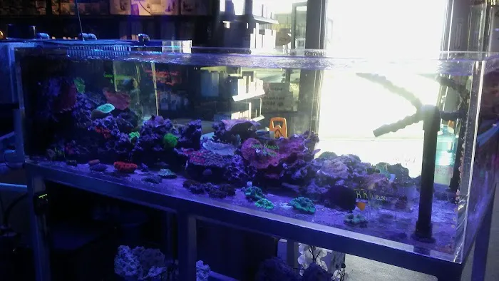Sea Life Fish & Aquariums Picture 7