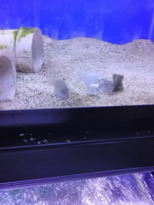 Sea Life Fish & Aquariums Picture 8