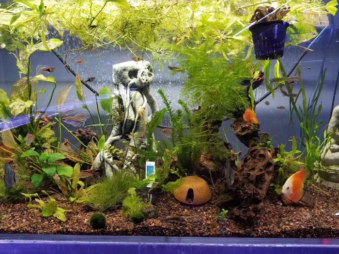 Sea Life Fish & Aquariums Picture 5