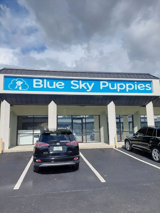 Blue Sky Puppies Tampa Bay Picture 1
