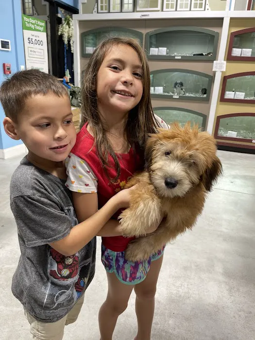 Blue Sky Puppies Tampa Bay Picture 7
