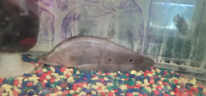 Living Color Tropical Fish Picture 3