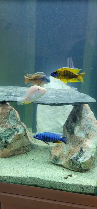 Living Color Tropical Fish Picture 2