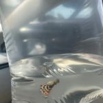 Living Color Tropical Fish