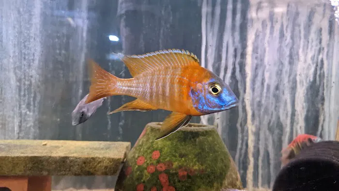 Living Color Tropical Fish Picture 9