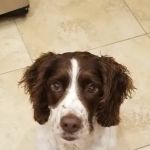 Midstate Veterinary Services