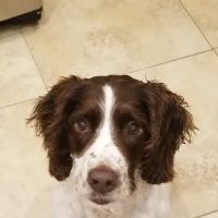 Midstate Veterinary Services ico