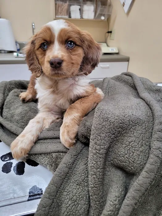 Midstate Veterinary Services Picture 4