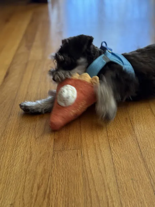 Boujee Pet Boutique Picture 1