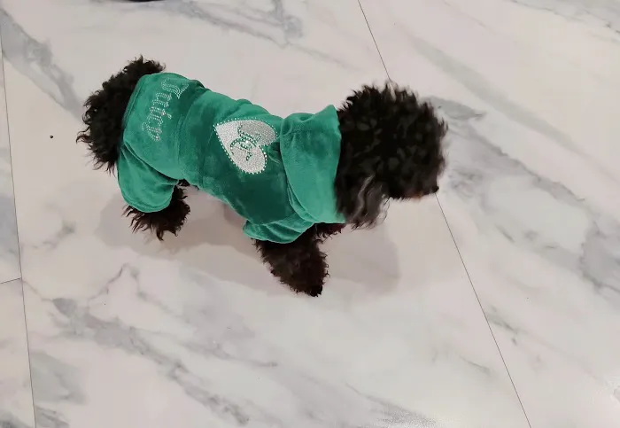 Boujee Pet Boutique Picture 4