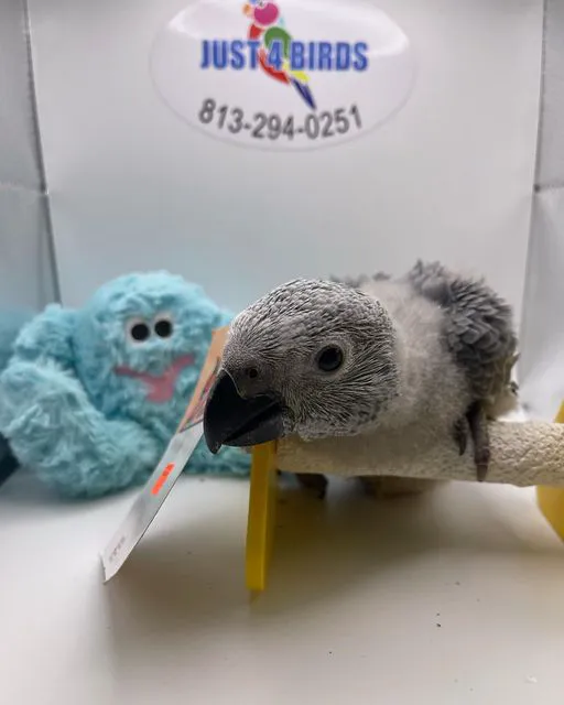 Just4Birds Picture 1