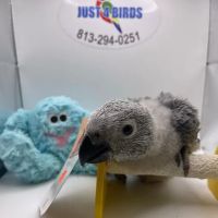 Just4Birds ico