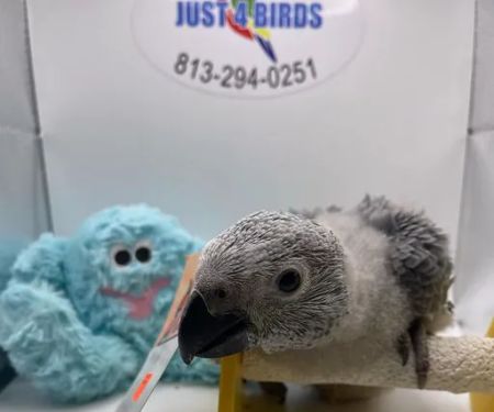 Just4Birds