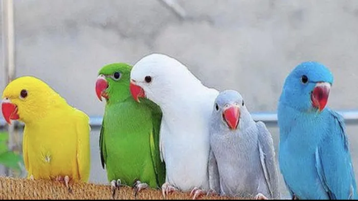 Just4Birds Picture 9