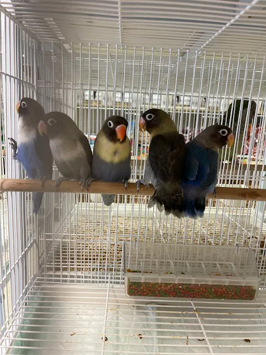 Just4Birds Picture 10