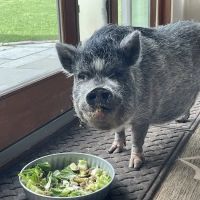 Groton City Animal Hospital ico