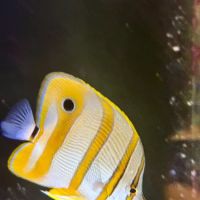Aquatic Underworld ico