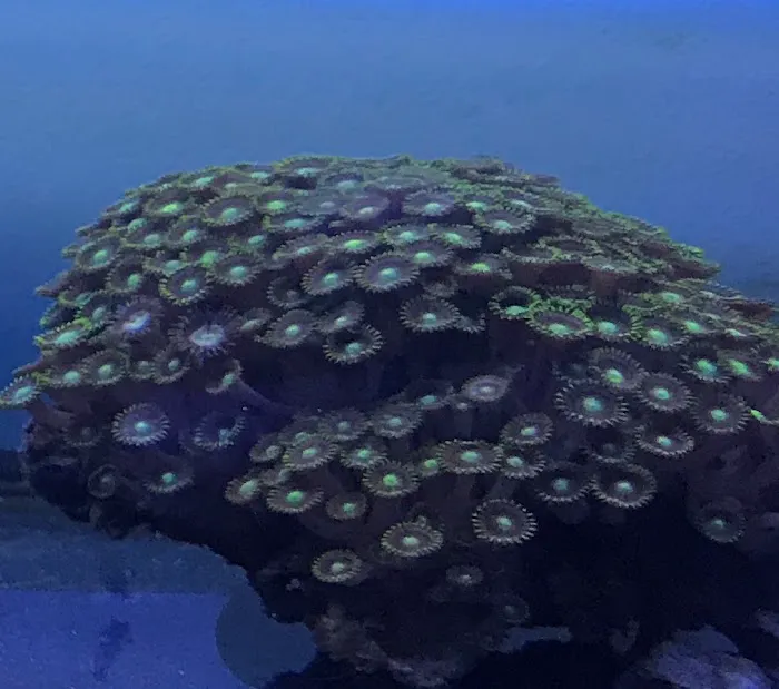 Aquatic Underworld Picture 2