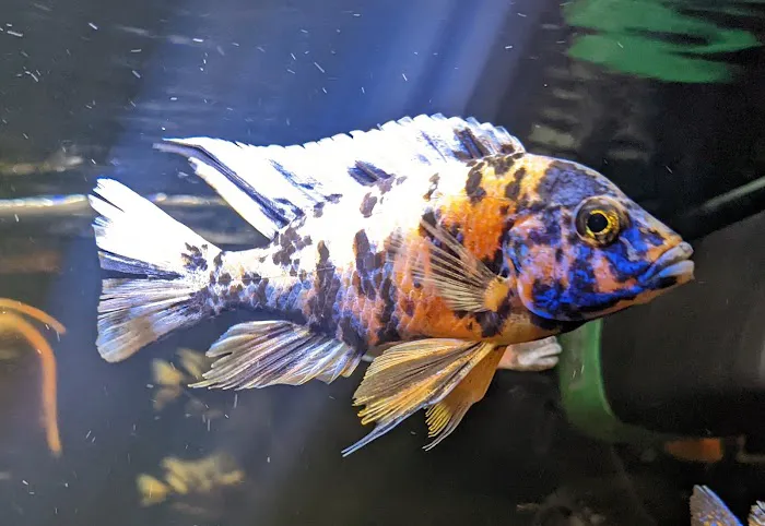 Tide & Stream Aquatics Picture 1